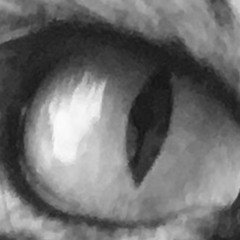 Goodbye Little Fella