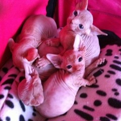 sphynx---texte-sonine.mp3