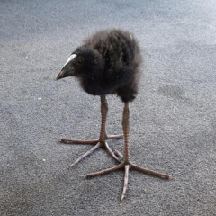 DAMN!!!!!!!!!!!!!!!!!!!!!!!!!!!! bird 1 Hour