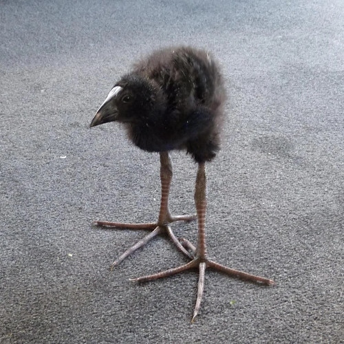 DAMN!!!!!!!!!!!!!!!!!!!!!!!!!!!! bird 1 Hour