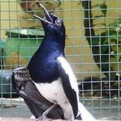 masteran kacer terbaik