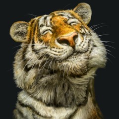 Doja Cat X Regard X RAYE X TONES AND I (Say So Many Secrets) - HCD Remix