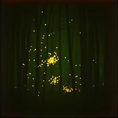 COUNTRY HIT - LE LUCCIOLE CANTANO - CANZONI DEL BOSCO - RELEASE - Pollux