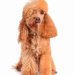 Poodle Playlist