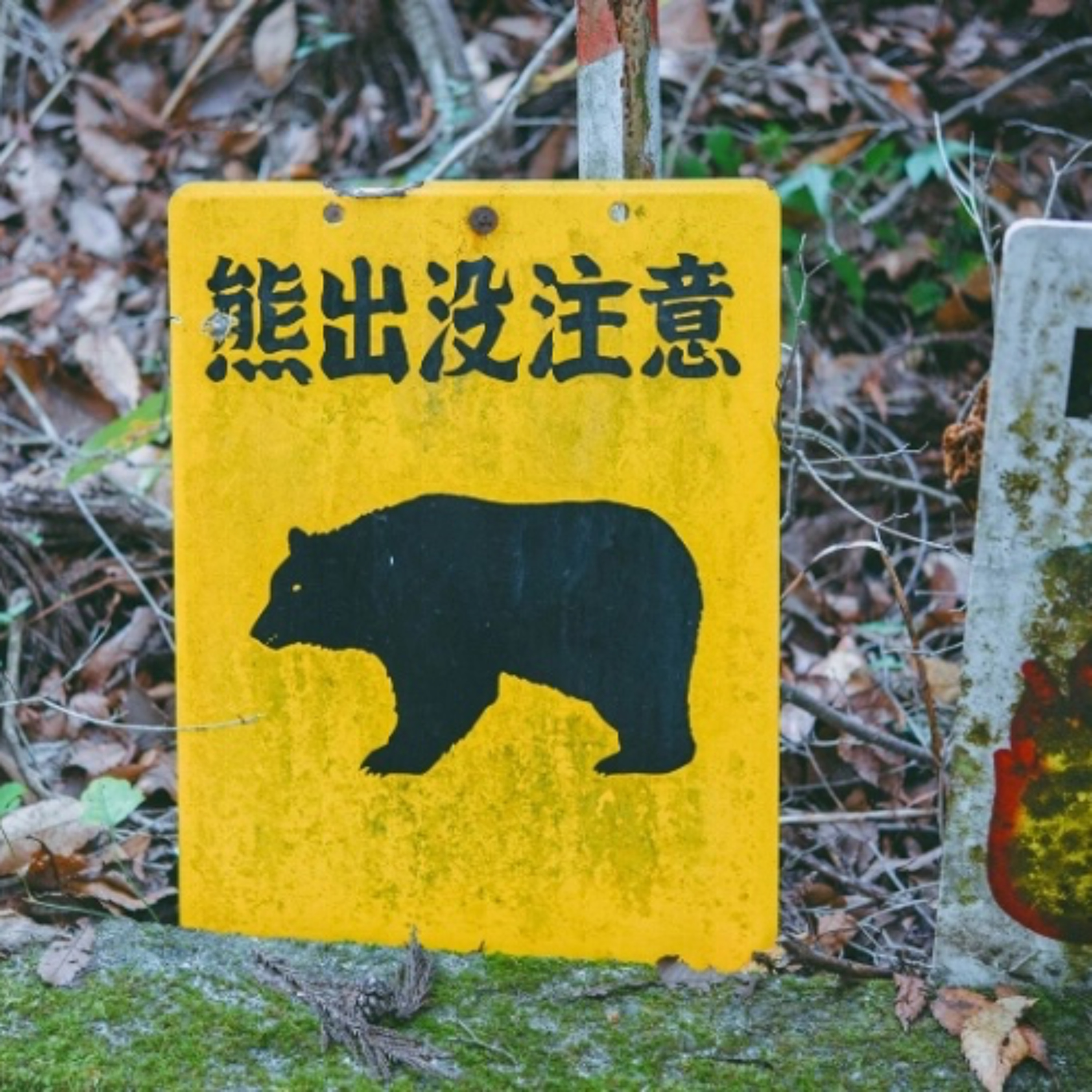 73-Year-Old Woman Dies Almost Three Weeks After Bear Attack Outside Akita Care Home for Disabled