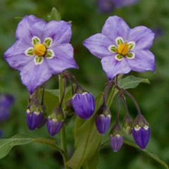 Nightshade (ft. code energy)