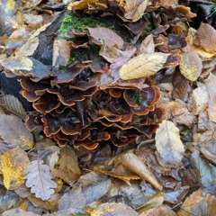 Stride Wide: 29th November '25