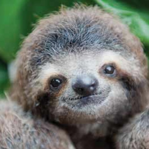Slothmode Reloaded