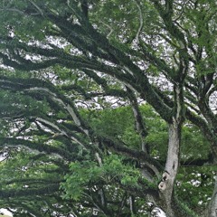 Sakau Song - Songosong Kin Lelie