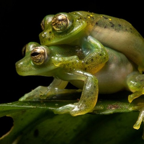 LiquidSquid #SmolFrogFkerEdition