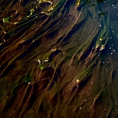 In Flowing Waters I Hear Nature Singing