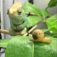 Chameleon Vs. Snail