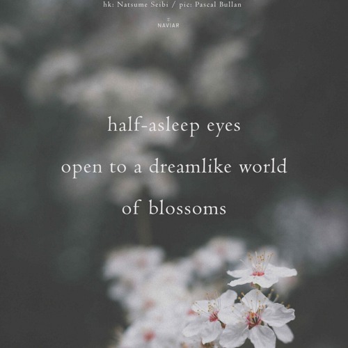 Blossoms (naviarhaiku611)