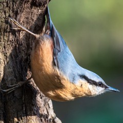 Nuthatch calls (example 1), United Kingdom, 1960s