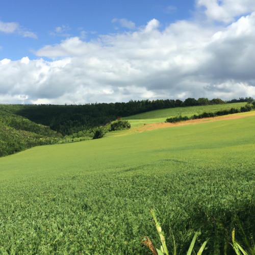 Green Fields Forever