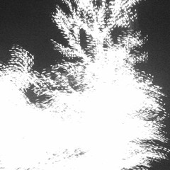 These lights of scotophile chroma