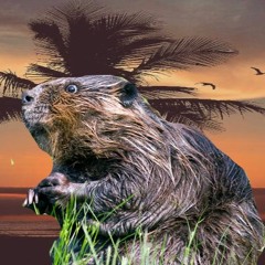 Tous des rats (ft DJ Canabrice)