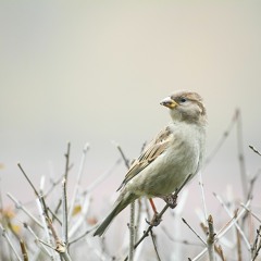Skylark