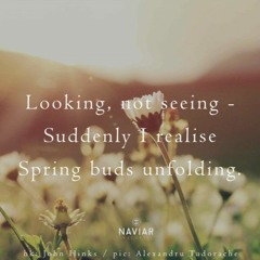 Looking, Not Seeing ( Naviarhaiku 425 )