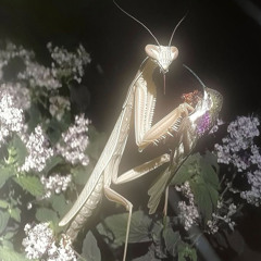 weak and unloveable type beat // so klarity - secrets revealed sample