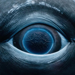 l'oeil d'une baleine femelle