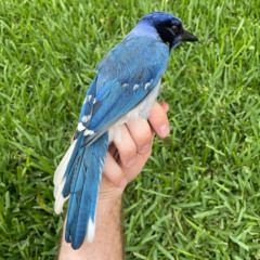 Hybrid Jay