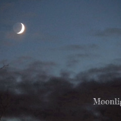 Moonlight / Mondlicht