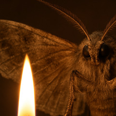 mothandflame