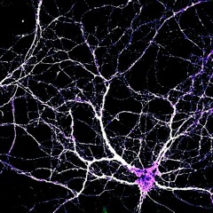 connections - GHUL 001