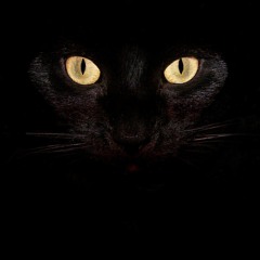 Czarny Kot