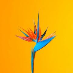 Bird of Paradise