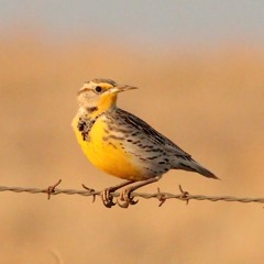 Western Meadowlark