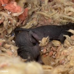 AAAC Wildlife Removal of Mobile - Squirrel Removal From Attic Mobile