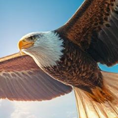 Vuela Alto Aguila