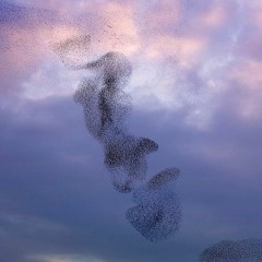 Starlings Dance