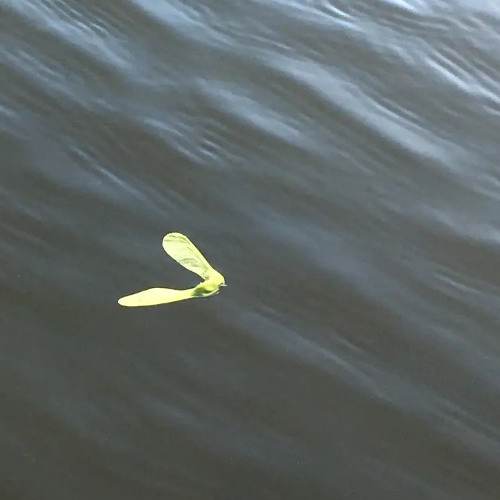 Birds that fly can fall and die