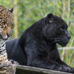 2Pac - Only Fear Of Death (Izzamuzzic Remix)