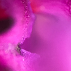 Life Inside A Drifting Petal (NaviarHaiku 585)