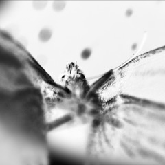 insect