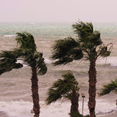 WINDY PALM TREES