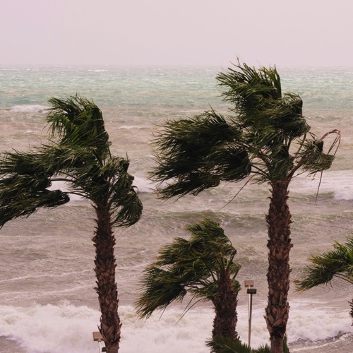 Stream WINDY PALM TREES by CARLIGHTS | Listen online for free on SoundCloud