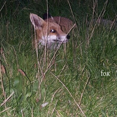fox