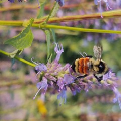 Star Glow - ChillyBoi feat. Shiny Mario