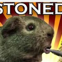 The Guinea pig thought it was WEED… but it was actually SALVIA!!!