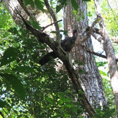 Howler Monkey in Belize