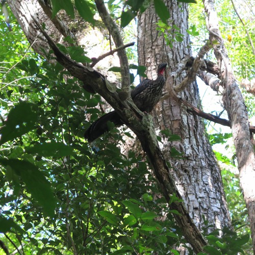 Howler Monkey in Belize