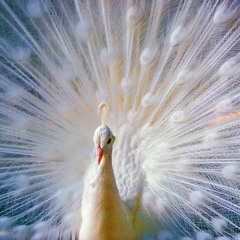 Oz - Dance Of Life (vida de baile)