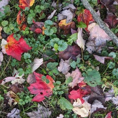 mechanical botanical