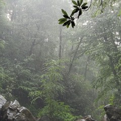 LYHWS