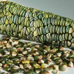 The Green Corn Rebellion